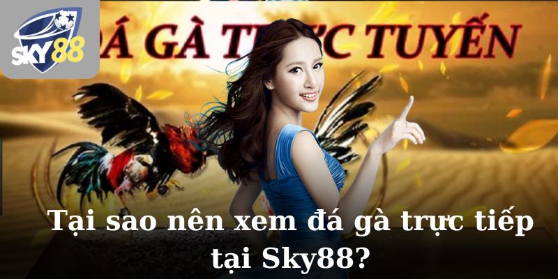 Tại sao nên xem đá gà trực tiếp tại Sky88?