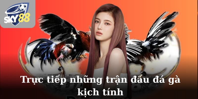 Trực tiếp những trận đấu đá gà kịch tính